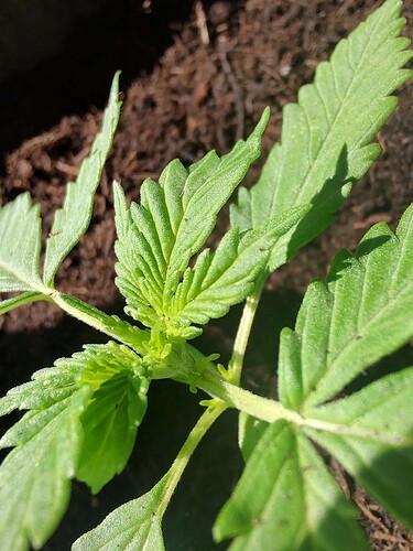 Growreport Bild 8