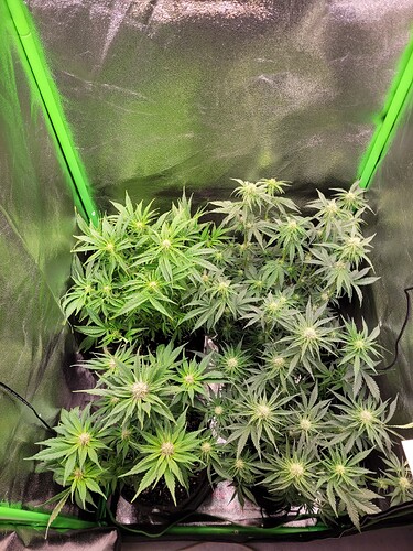 Growreport Bild 13
