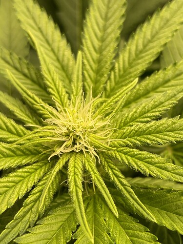 Nahaufnahme einer jungen Cannabisblüte mit hellgrünen Stempeln und behaarten Blättern.