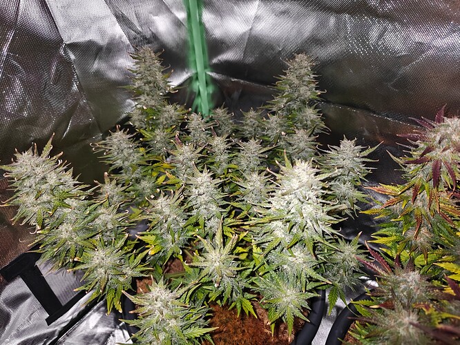 Growreport Bild 2