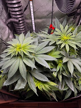 Growreport Bild 2