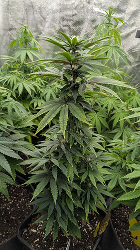 Growreport Bild 4