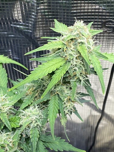 Growreport Bild 73