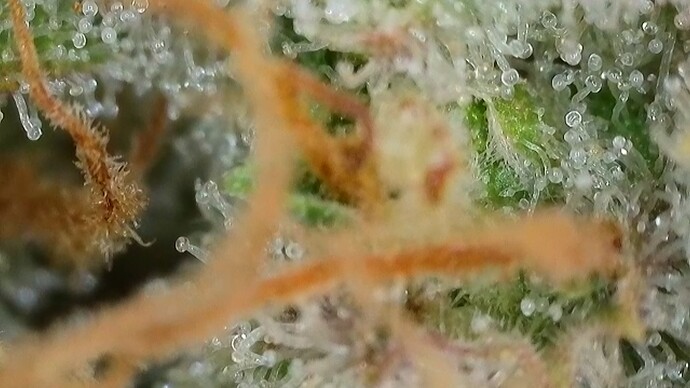 Growreport Bild 53