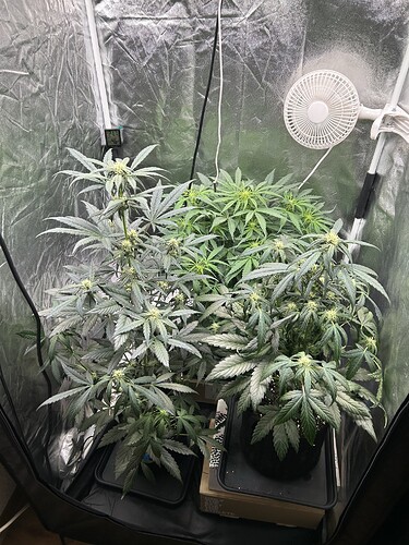 Growreport Bild 4