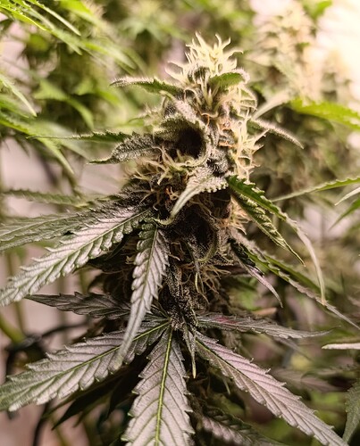 Growreport Bild 8