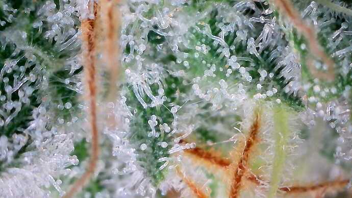 Growreport Bild 13
