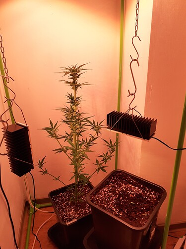 Growreport Bild 58
