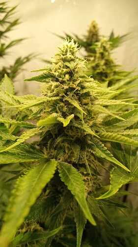 Growreport Bild 21