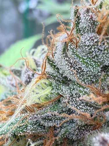 Growreport Bild 39