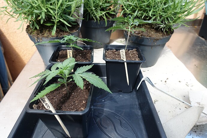 Growreport Bild 1