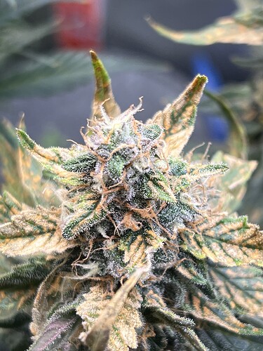 Growreport Bild 21