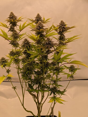 PXL_20240706_160138579