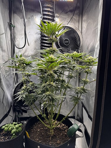 Growreport Bild 1