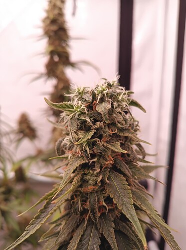 Growreport Bild 7