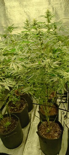 Growreport Bild 2