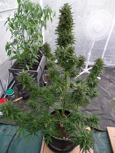 Growreport Bild 21
