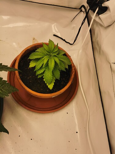 Growreport Bild 1