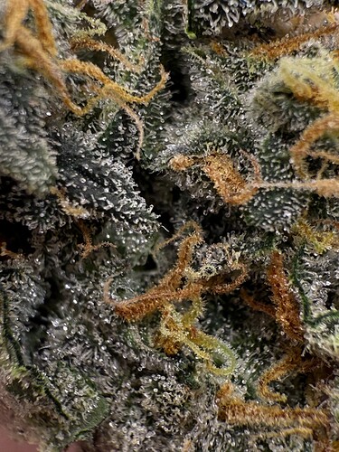 Growreport Bild 20