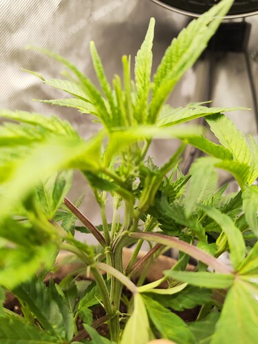 Growreport Bild 4