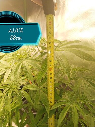 Growreport Bild 2