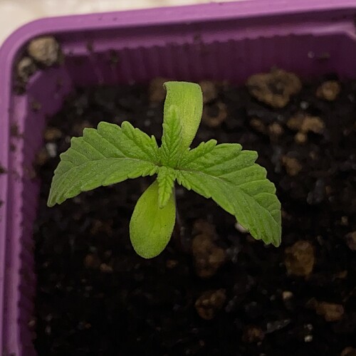 Growreport Bild 15