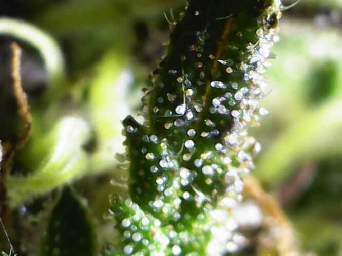 Growreport Bild 17