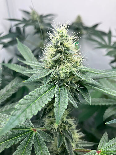 Growreport Bild 9