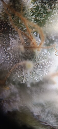 Growreport Bild 13