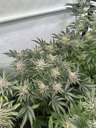 Growreport Bild 5