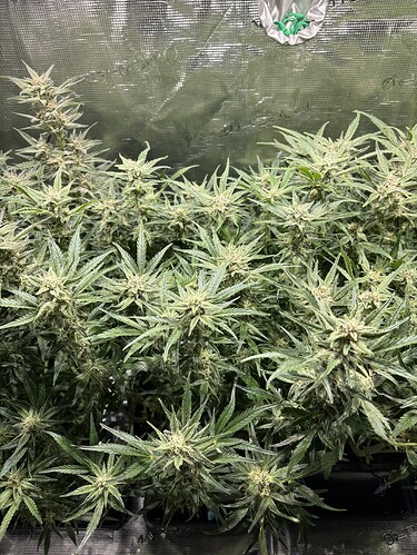 Growreport Bild 3