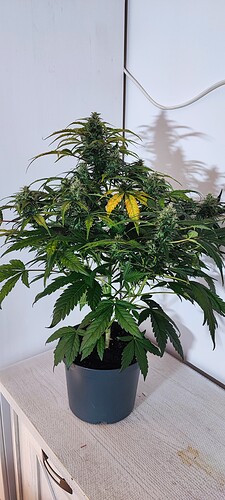 Growreport Bild 15