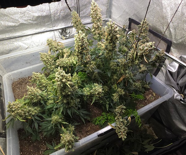 Growreport Bild 4