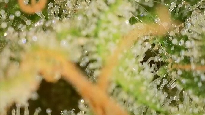 Growreport Bild 19