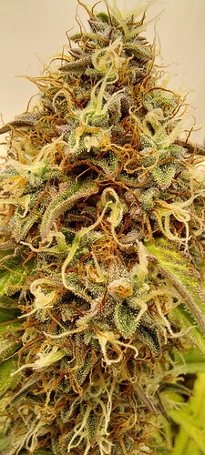 Growreport Bild 2