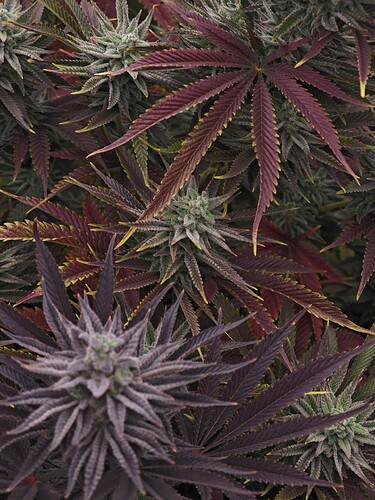 Growreport Bild 9