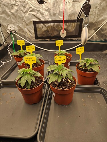 Growreport Bild 28