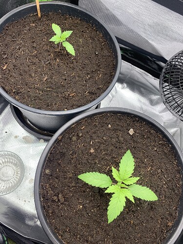 Growreport Bild 9