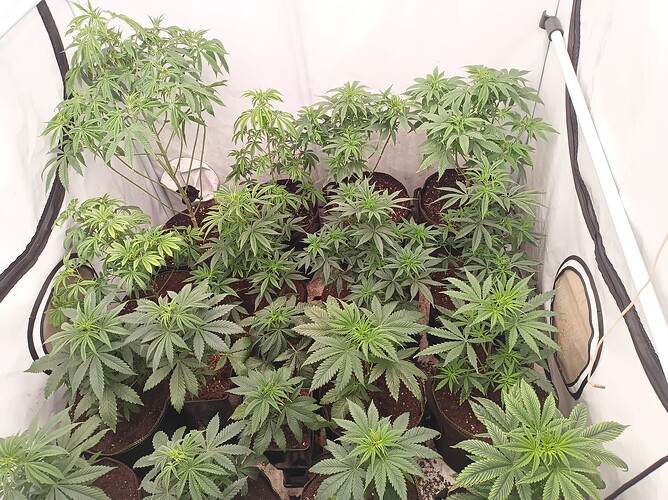 Growreport Bild 5