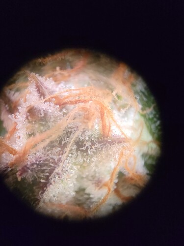 Growreport Bild 13