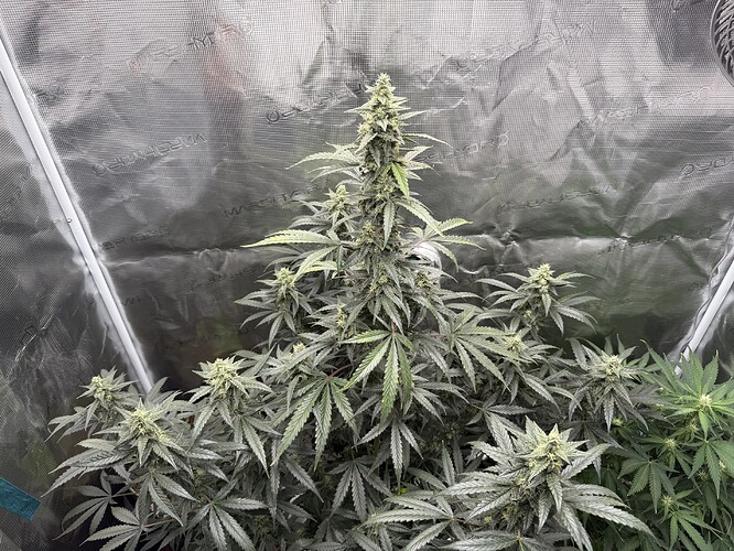 Growreport Bild 6
