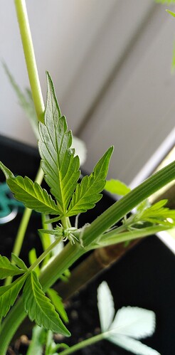 17186214457607451259558169184414