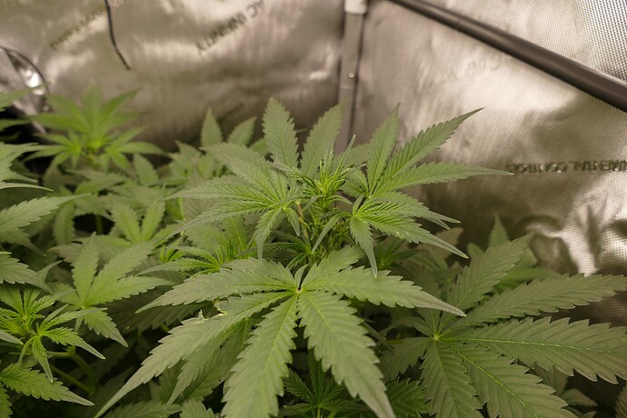 Growreport Bild 16