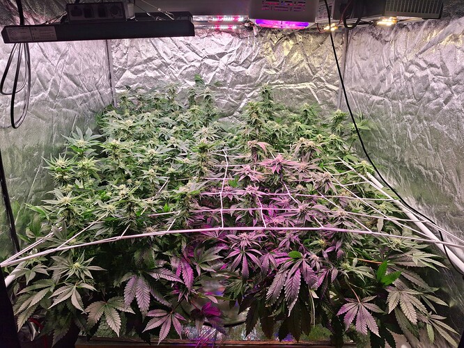 Growreport Bild 3