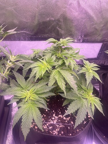 Growreport Bild 6
