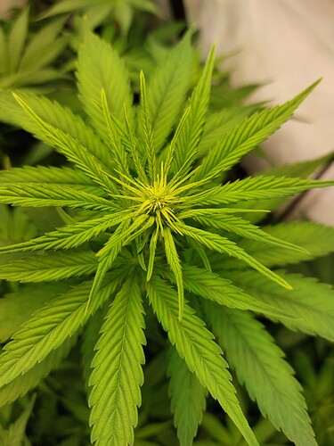 Growreport Bild 3