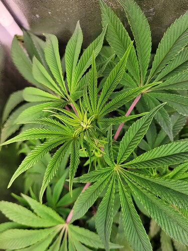 Growreport Bild 7