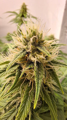 Growreport Bild 291