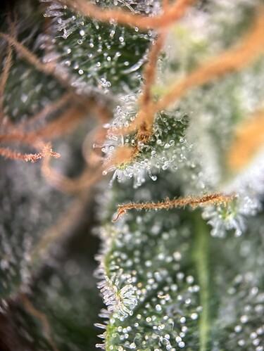 Growreport Bild 102