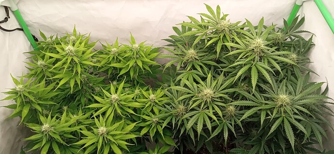 Growreport Bild 1
